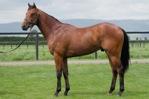 Lot 188 - Savabeel colt from Sorellina is from the iconic Miss Distinction family.