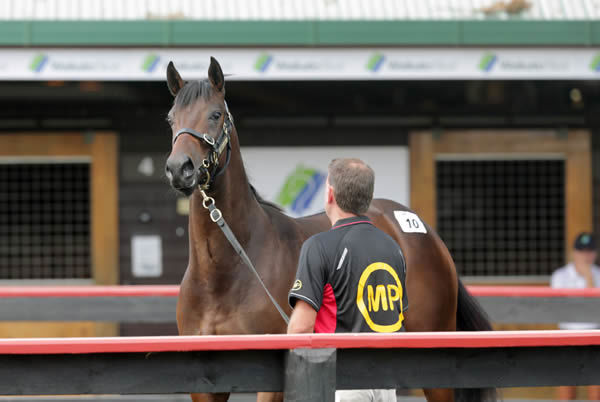 Te Akau principal David Ellis went to $575,000 to secure lot 10, the Savabeel colt out of Milan Park’s draft. Photo: Trish Dunell