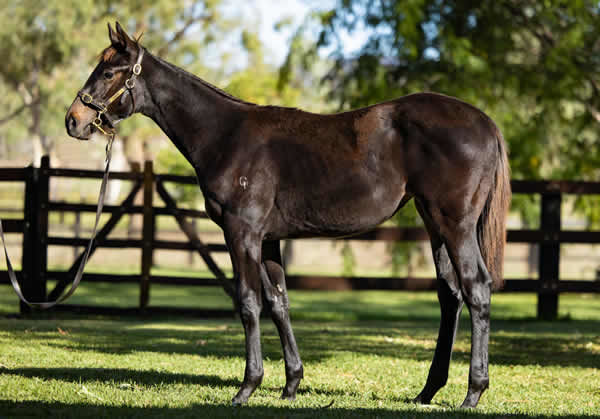 $300,000 Savabeel filly was the highest priced filly of the sale.