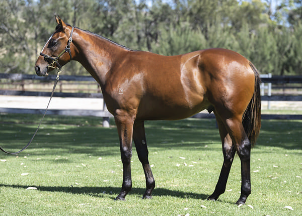 Savage Look was retained by Alma Vale Thoroughbreds after passing in as a yearling.