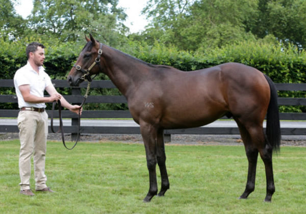 Savaglee was a $400,000 Karaka Book 1 purchase.