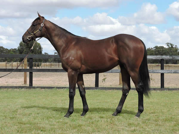 Savatoxl was a $8,000 VOBIS Gold Yearling