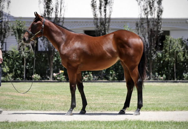 Savvy Hallie was a $320,000 Inglis Classic purchase.