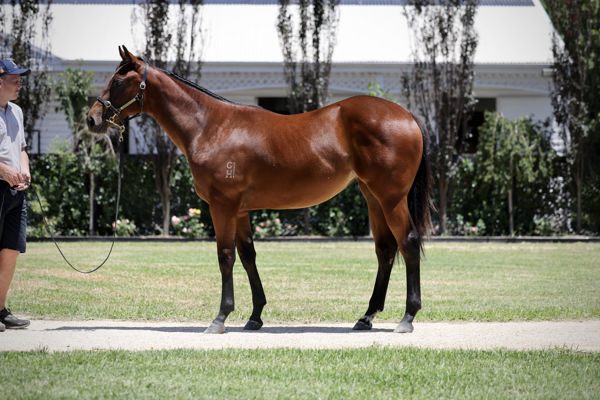 $320,000 Inglis Classic Yearling Sale Graduate Savvy Hallie