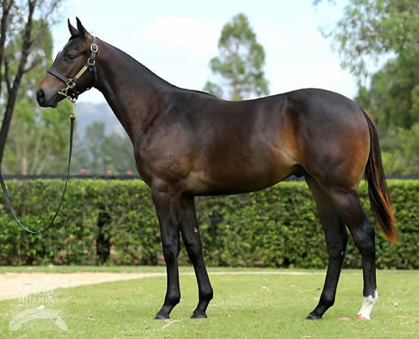 Bred by Steve Gillard, Scallopini was a $200,000 Magic Millions yearling