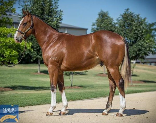 Scarzel as a yearling