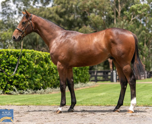 A $600,000 Magic Millions purchase, Scientist is the first foal of Global Glamour.