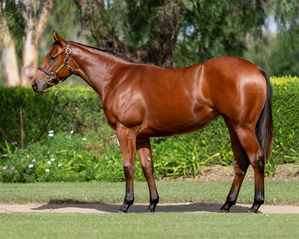Scintillation Could've Been Purchased For $600,000 At Last Year's Inglis Easter Yearling Sale