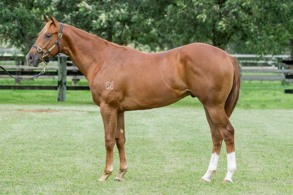 Scorch a $240,000 Inglis Easter yearling