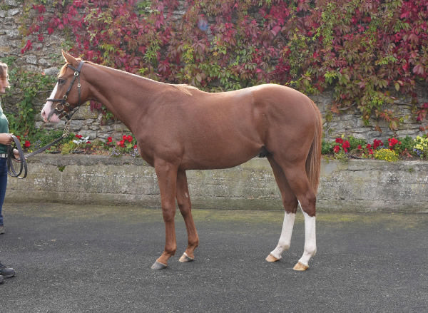 Scorthy champ was a 155,000 guinea purchase from Tattersalls October Book 1 Yearling Sale.