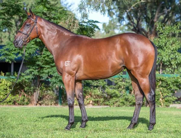 Screwdriver was a $160,000 Inglis Easter yearling and then a $37,500 Inglis Digital purchase last October.