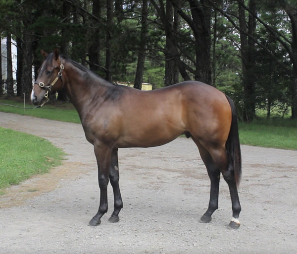 Sea Admiral was a $70,000 Inglis Classic purchase.