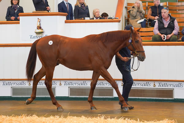 All images Tattersalls