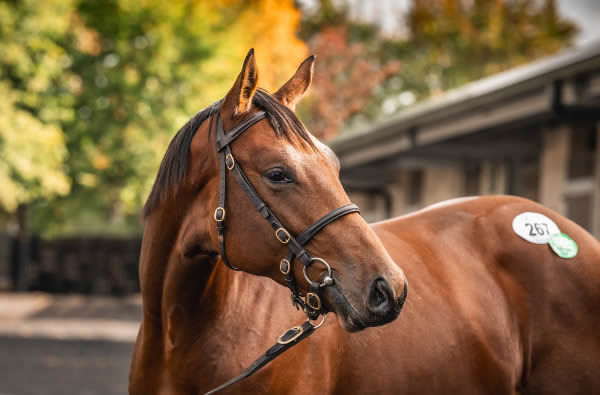 900,000 Sea the Stars colt from Holy Amaretta - image Goffs