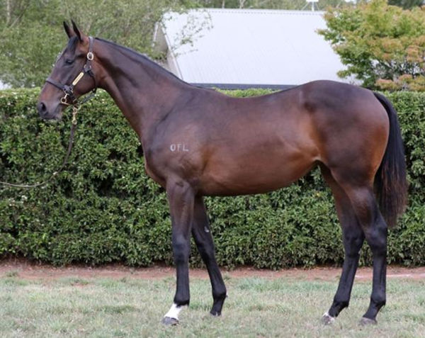 Seasons in de Sun was the most expensive yearling filly by the late Fighting Sun. 