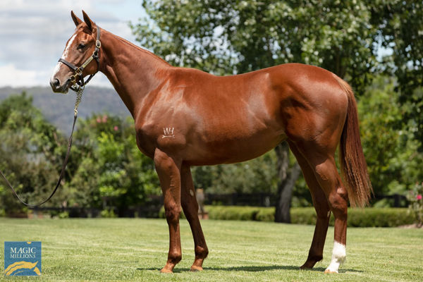 Tyreel will offer this Sebring half-sister to Queen Of Wizardry at the Magic Millions