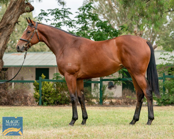Secret Glamour a $270,000 Magic Millions Yearling