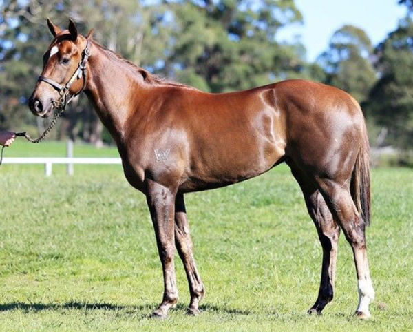 See You In Spring an $85,000 Inglis Ready 2 Run purchase