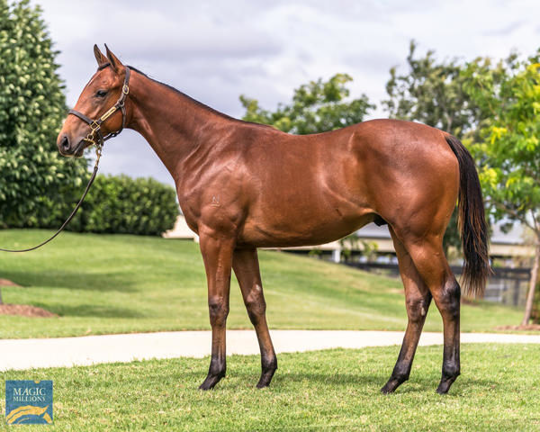 Self Improvement was a $380,000 Magic Millions purchase.