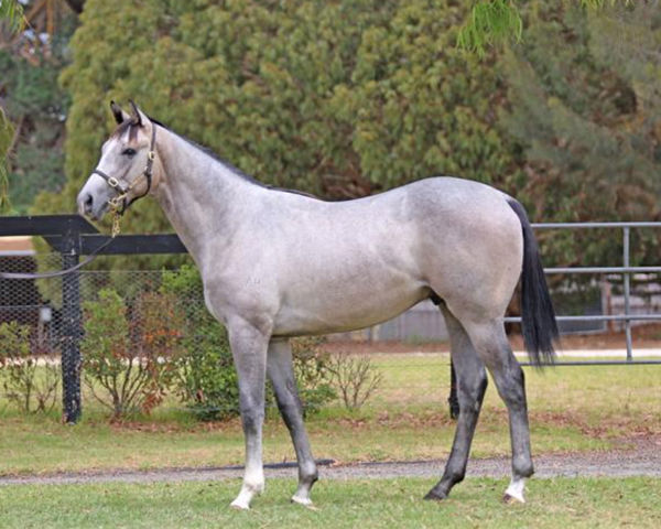 Senor Toba was a $180,000 Inglis Premier purchase from Mill Park.