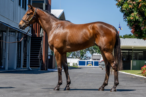 The 3YO half-brother to Briasa is Lot 186.