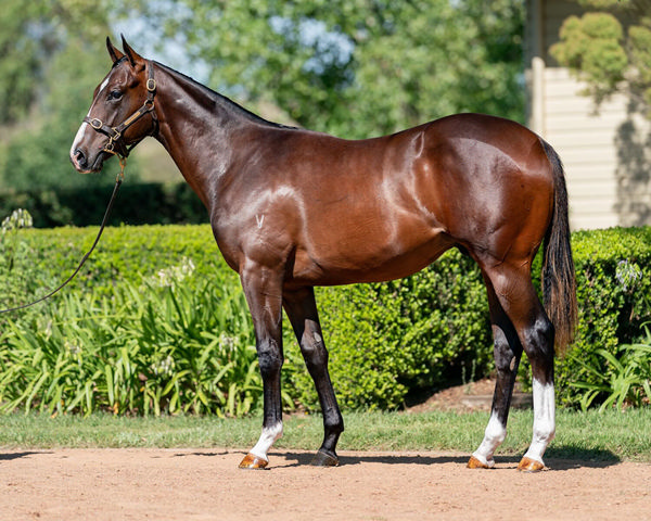 Just $80,000 Was Needed By Cliff Brown To Secure Sepals As A Yearling