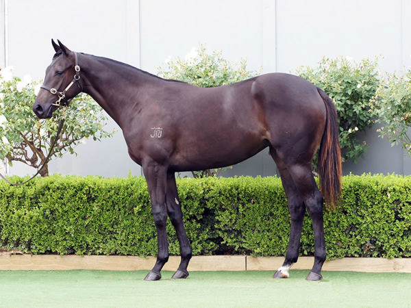 Sequista was a $100,000 Inglis Classic purchase.