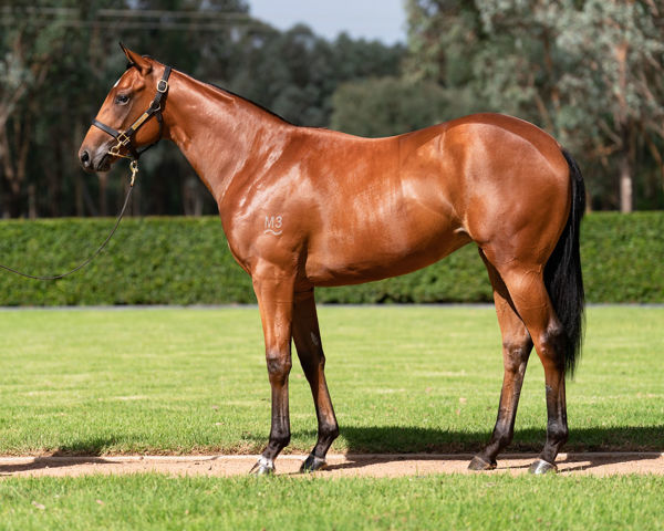 Serasana was a $400,000 Inglis Easter purchase, bred and sold by Kia Ora Stud.