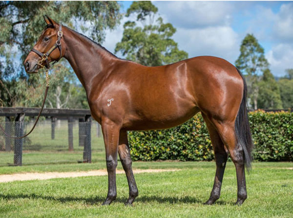 Set to Shine was a $460,000 Inglis Easter purchase for Peachester Lodge.  