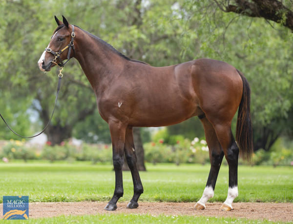 Sha of Gomer was a $320,000 Magic Millions purchase from Vinery. 