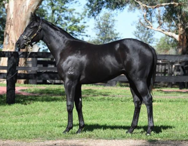 Shadow Devil was a $135,000 Inglis Easter Round 2 purchase.