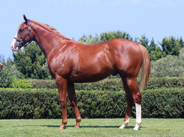 Bred by Bridsan Bloodstock, Sharp Response was a $70,000 Inglis Premier yearling