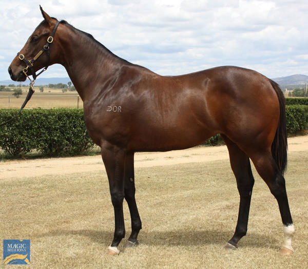 She'sgottheboom failed to make her $60,00 reserve at the Magic Millions March Yearling Sale