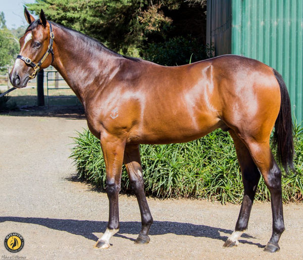 Shelby Cobra a $130,000 Inglis Premier Yearling