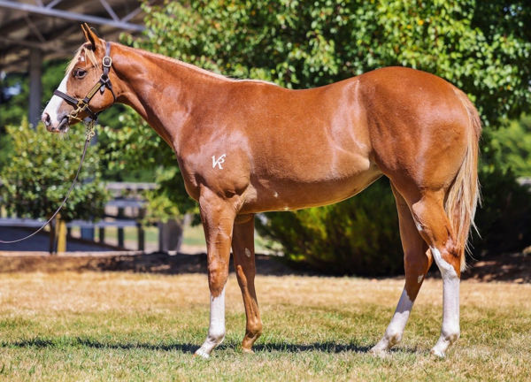 She's an Artist was a $175,000 Inglis Premier purchase from Widden Stud. 