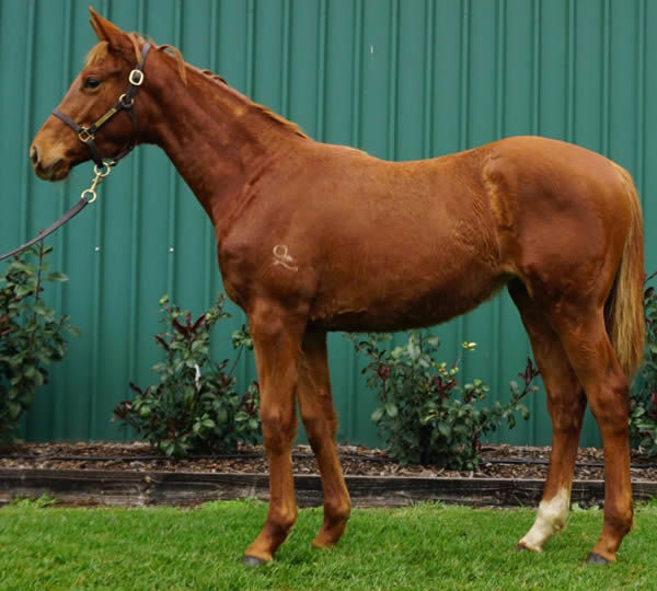 She's Extreme as a weanling, click to see her Inglis Digital page.