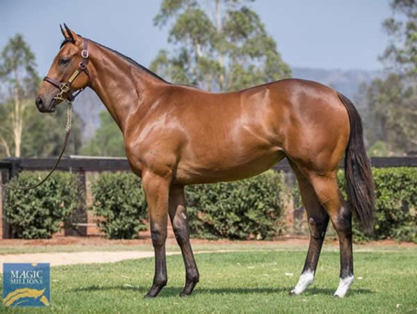 Sold by Yarraman Park, She's All Class as a yearling .