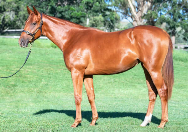 She's Extreme was a $275,000 Inglis Easter purchase from the Willow Park Stud draft.