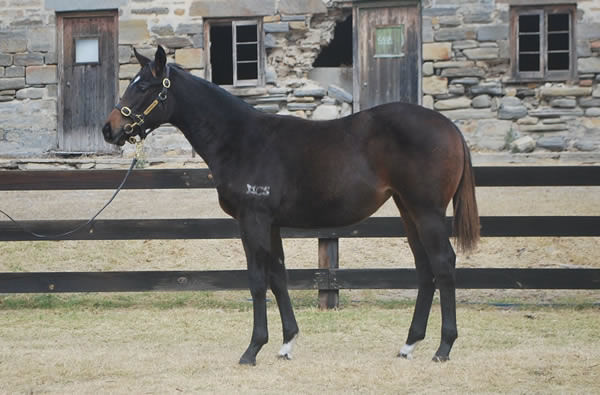 Shiki was sold by Cornerstone Farm as a weanling for $150,000.