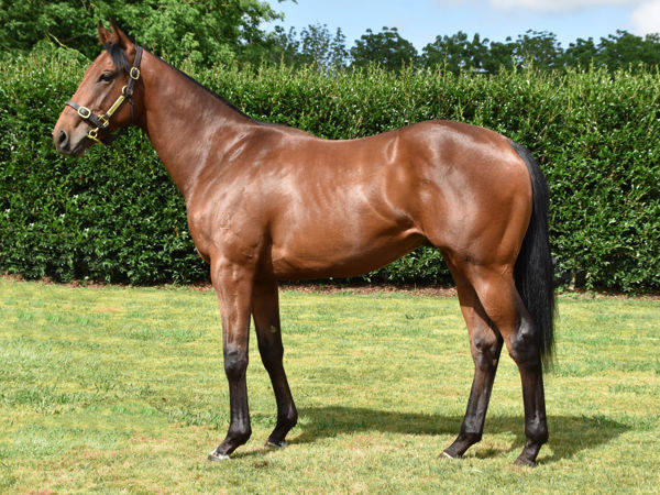 Shoma was a $20,000 Karaka Book 2 purchase.