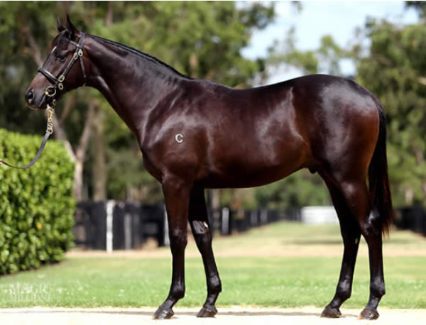 Shoreditch made $290,000 at Magic Millions.