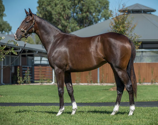 Shosha looking every bit a $1.1million Inglis Easter yearling 