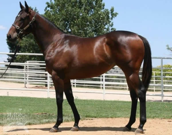 Shout the Bar as a yearling