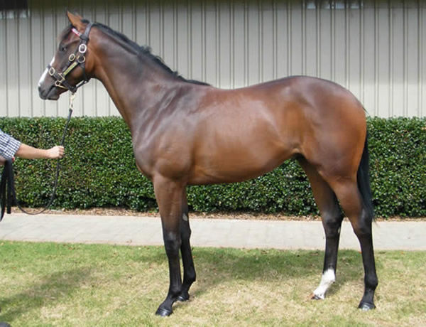 Showmanship was bought as a yearling by John Chalmers Bloodstock 