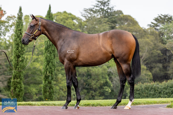 Shystar was a $190,000 MM Adelaide purchase.