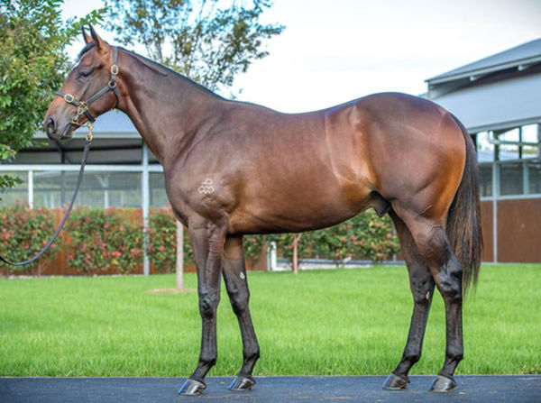 Sir Ming was a $725,000 Inglis Easter purchase.