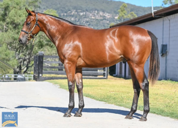 Si Si Milano was a $50,000 Magic Millions purchase from Middlebrook Valley Lodge.