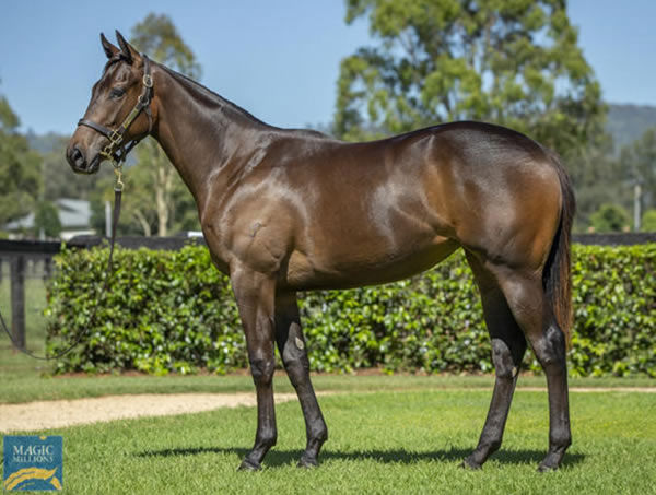 Sicilian was bred and sold by Yarraman Park as a yearling.