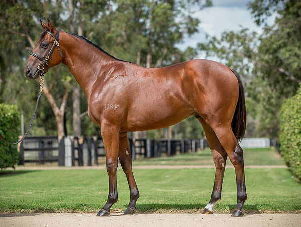 Signore Fox a $300,000 Inglis Easter yearling