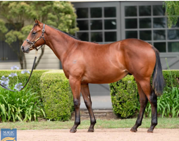 Silencio Porfavor was a $!20,000 Magic Millions purchase.